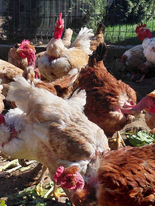 Продавам оплодени яйца от голошийки