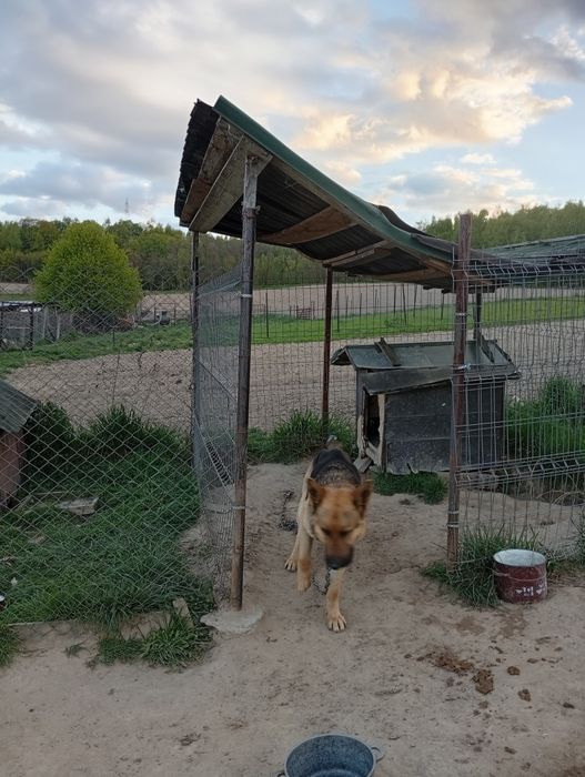 Câine lup ciobanesc german donatie