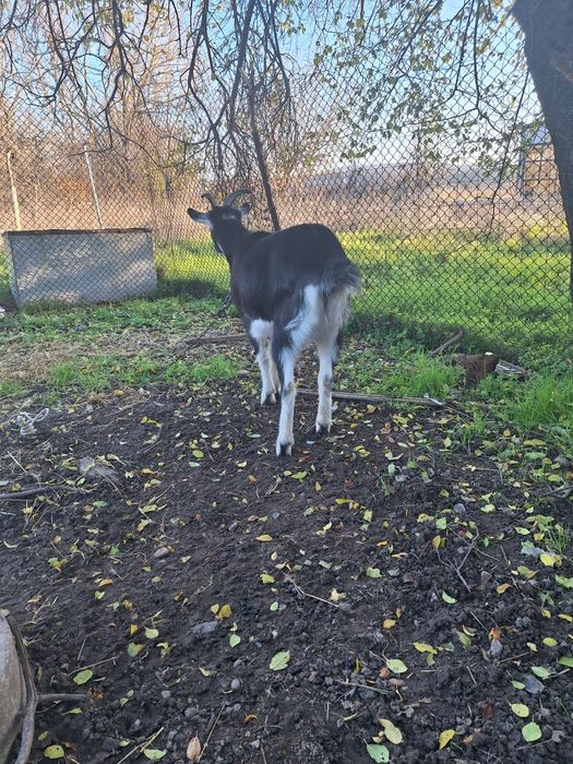 Продавам женско яре порода бритиш алпин