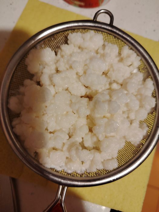 Тибетска гъба за кефир
