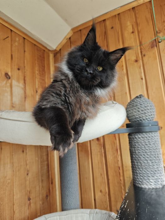 Котенок Мейн кун