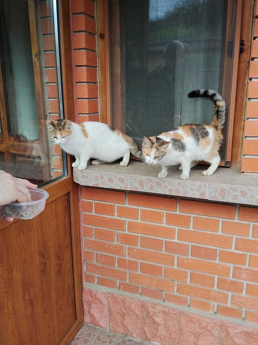 Подарявам две котки