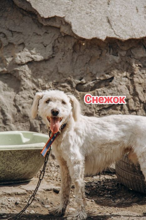 Дарю в добрые и ответственные руки