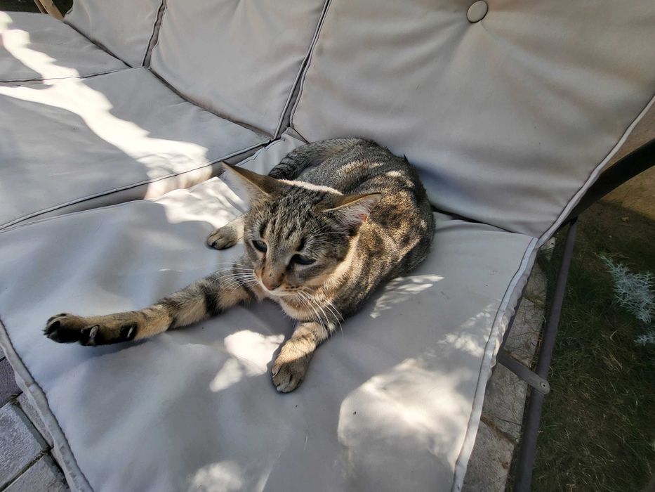 Pisica tabby.