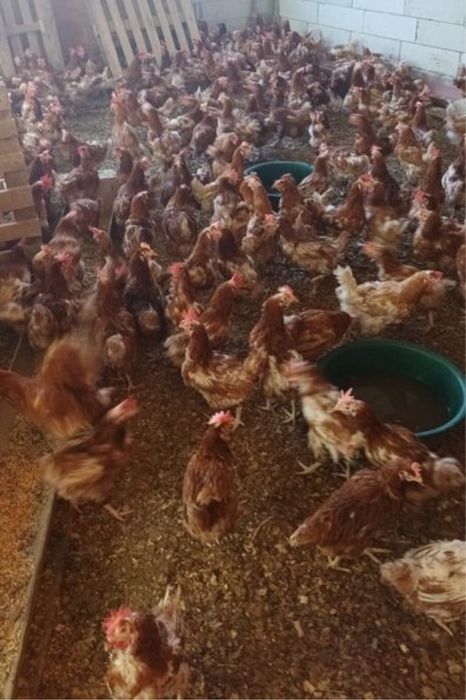 Puicute ouatoare / gaini