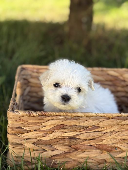 Bichon Maltez Fetita