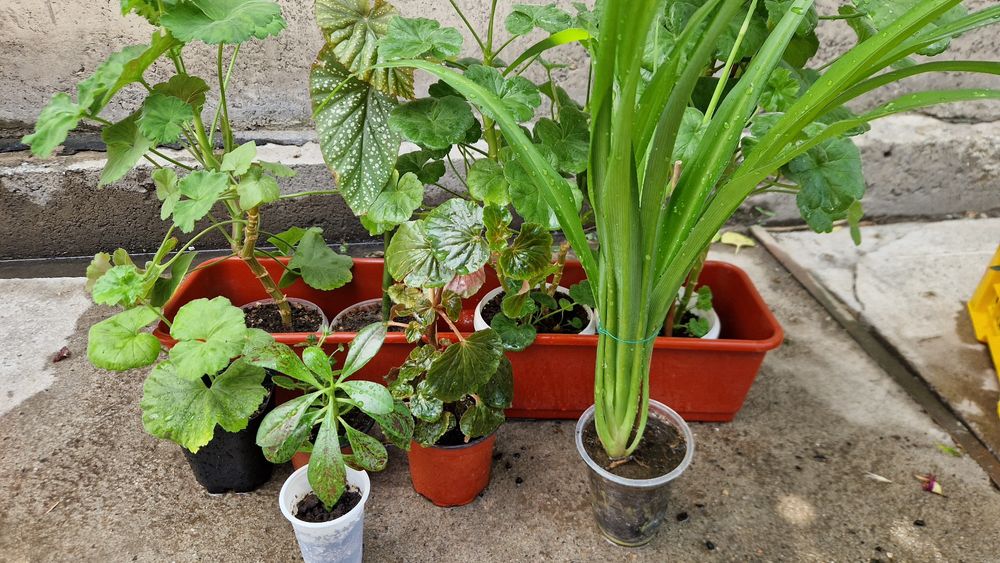 Комнатные цветы (разные)