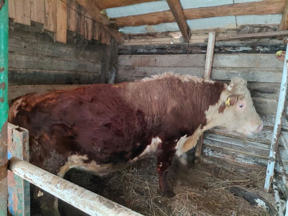 Племенной акбас 1 категория