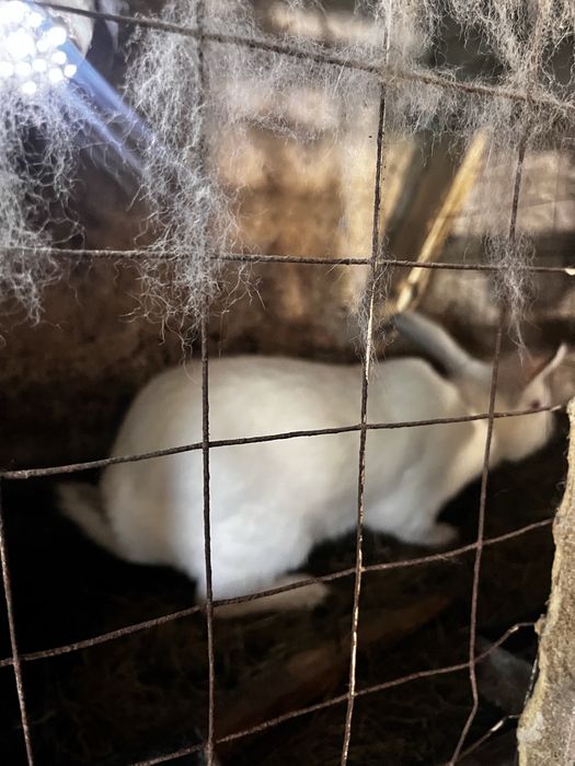 Продам кроликов