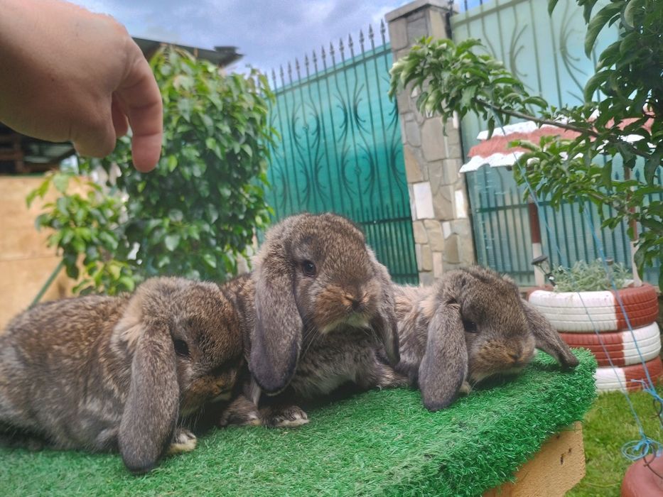 Iepuri berbec german și uriaș german