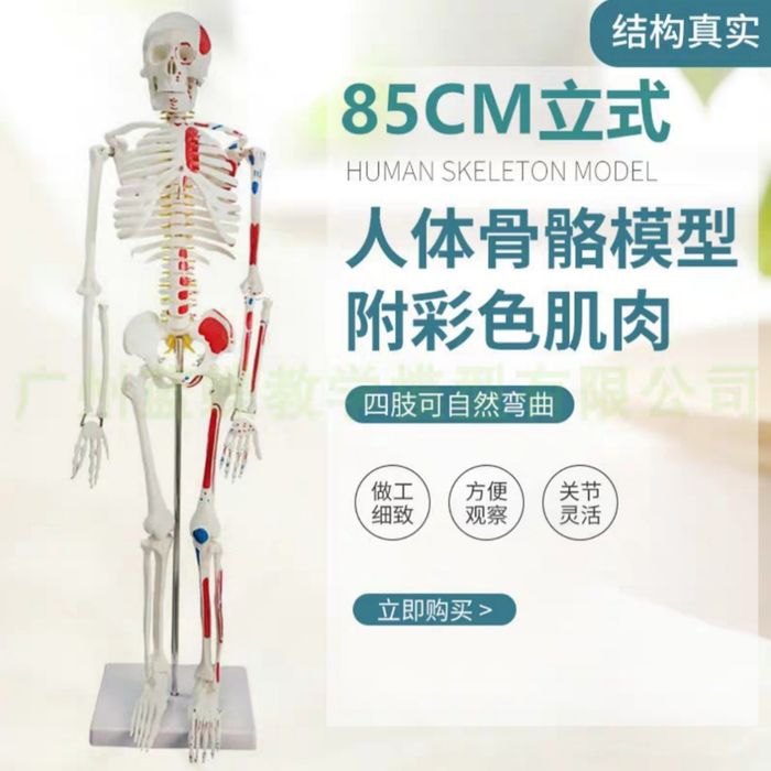 Скелет человека муляж , макет , Skelet , Skilet 85 см
