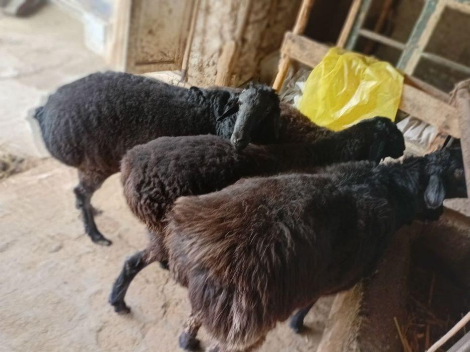 Qoylar bogoz 3ta sovlig 1ta qochqor