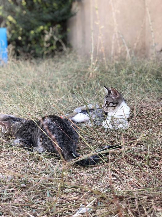 Котята в хорошие руки