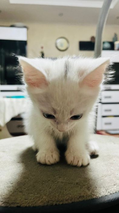 Отдам котёнка в добрые руки