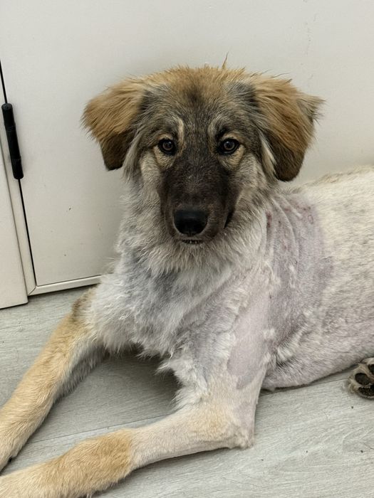 Собака около годика, дворьтерьер