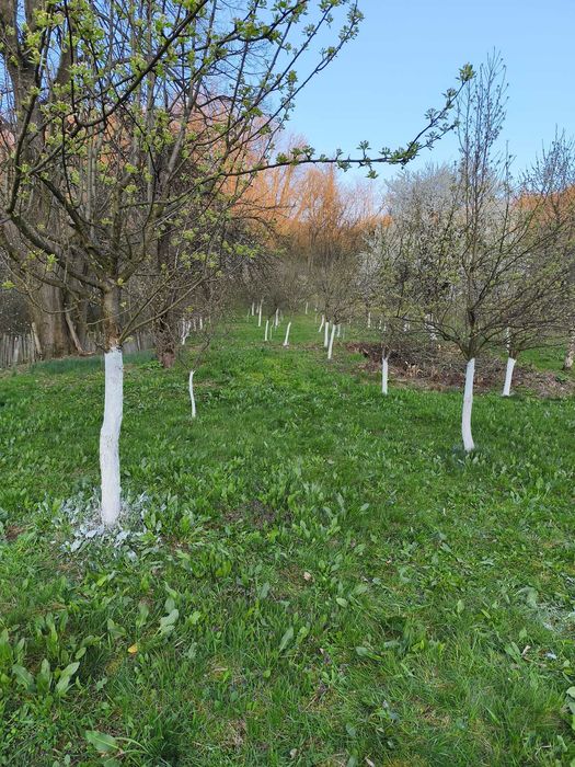 Teren oferit spre vanzare, Sambotin 3549 mp