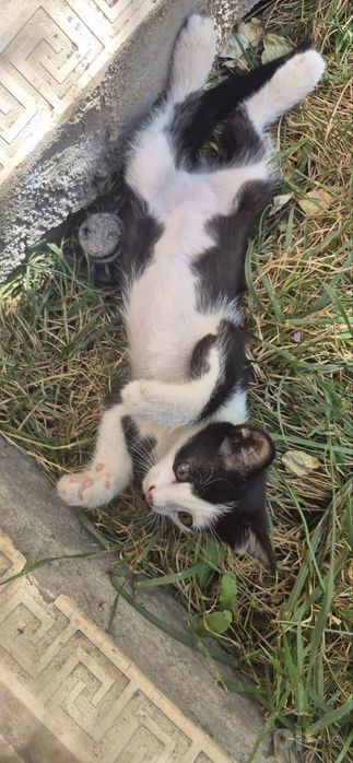 Отдам котят в добрые надёжные руки !