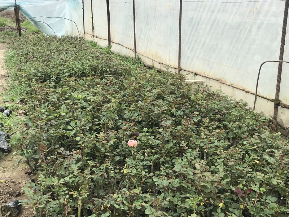 Atirgul koʻchatlari sotiladi!!!