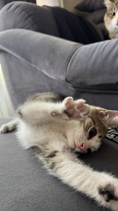 Отдам мальчика котенка