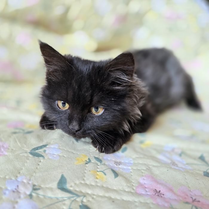 Шикарный котёнок