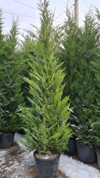 Leylandy calitate extra