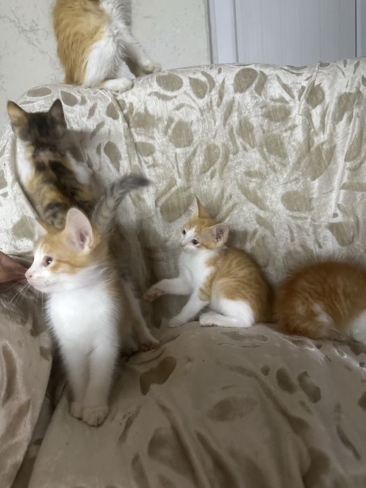 Отдам котят в хорошие руки