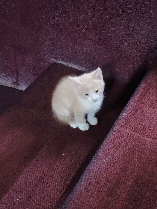 Отдам котят маленких