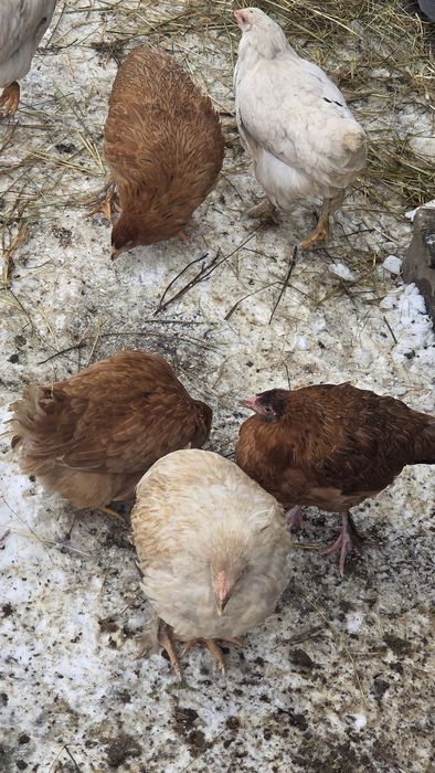 Vănd șapte puicuțe