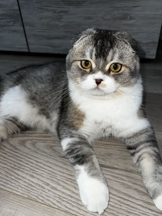 Скотиш фолд ! Срочно !