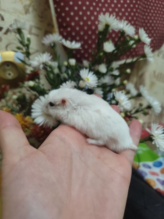 Отдам бесплатно хомяков с клеткой