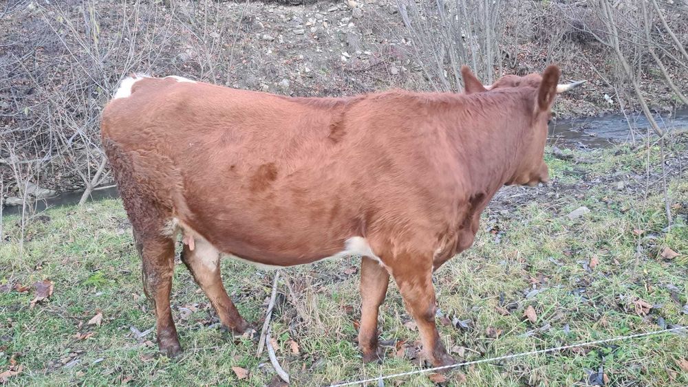 Vaca de vanzare gestanta