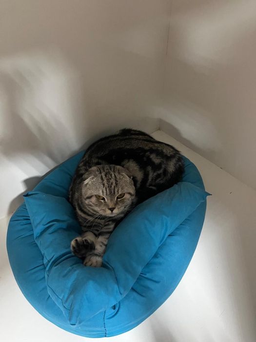 Отдам кота в добрые руки