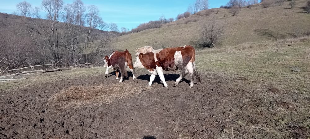 Ving junci de doi ani