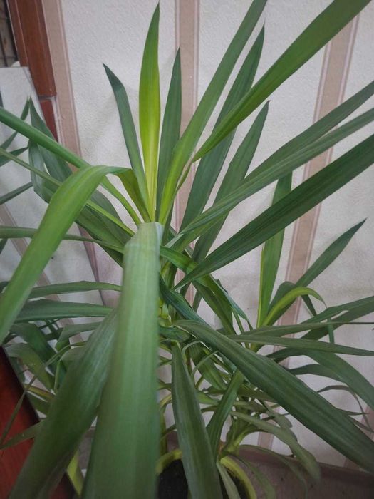 Продам комнатную пальму Юкка
