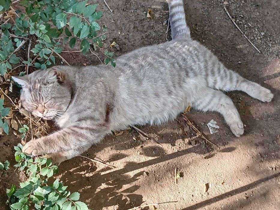 Кот ищет хозяина и дом