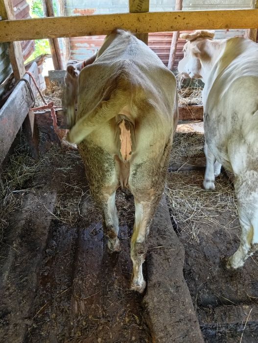 Продам карову 2.5 года.