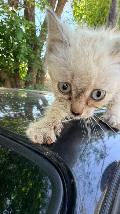 Отдам В добрые руки.