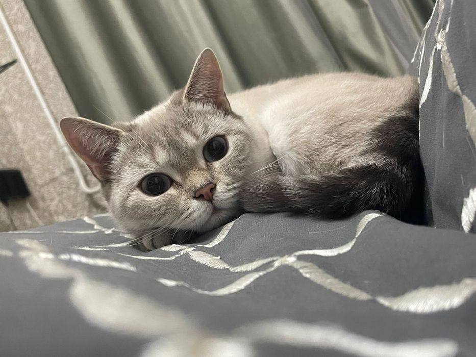 шотландская кошка
