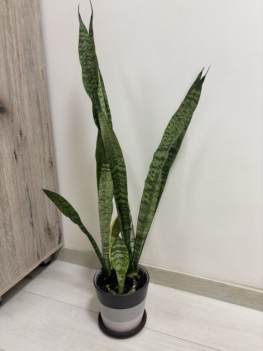 Plantă camera „Limba soacrei” (Sansevieria) in ghiveci ceramic - 85 cm
