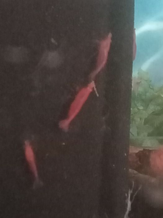 Аквариумные креветки вишня