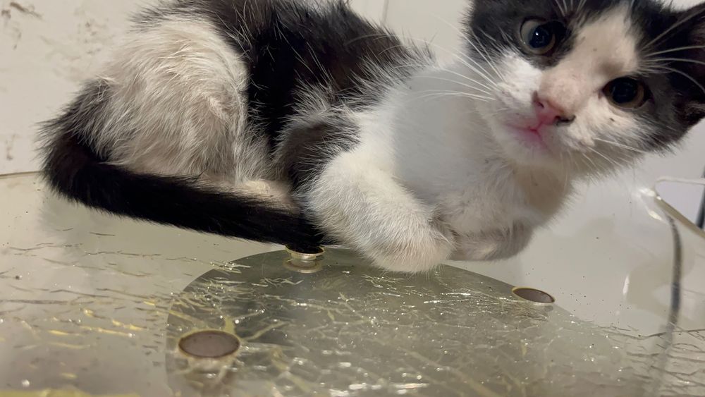 Котета родени на 25.04.2024