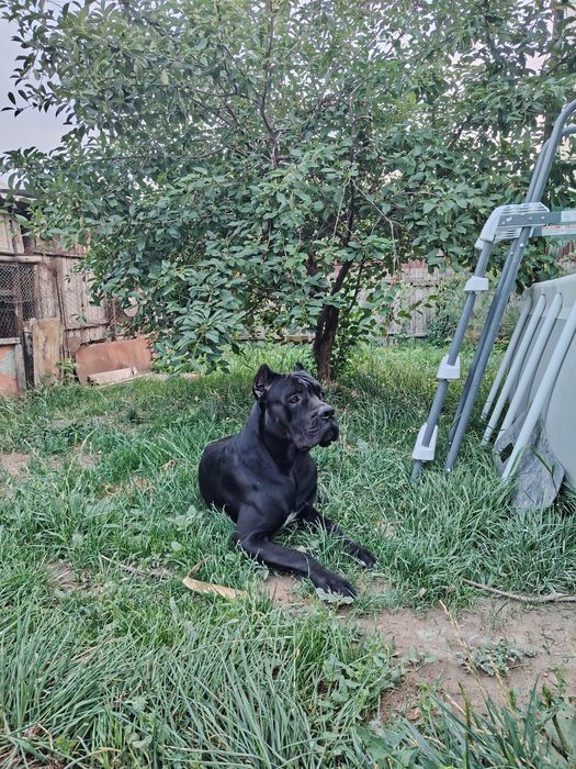 Кане-корсо вязка мальчик ищет девочку