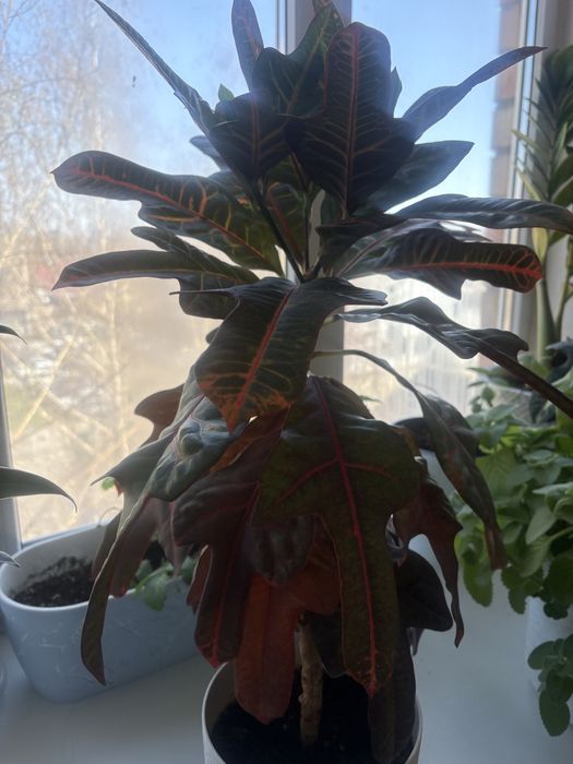 Продам кротон / кодиеум, сорт экселент,
