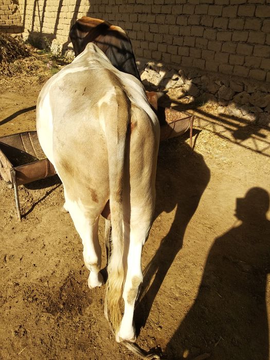 1 yoshdan oʻtgan buqachalar sotiladi 2 ta bir joyda 1 yoshdan oʻtgan