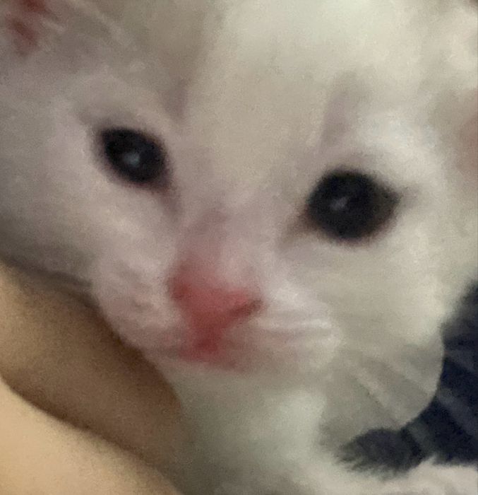 котенок маленький