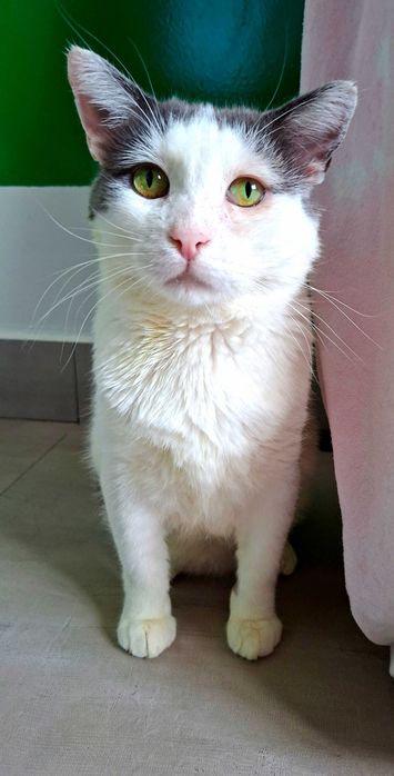 Adoptie pisica, motan castrat curte