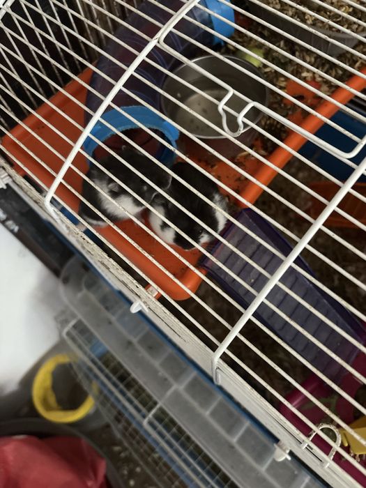 Hamsteri pitici