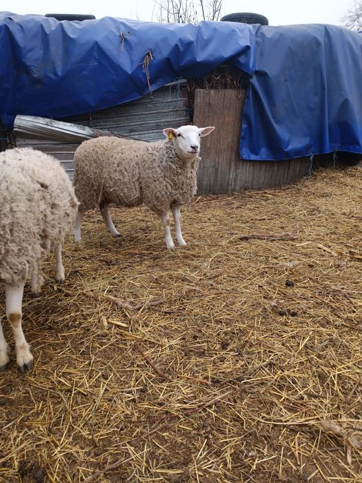 Berbeci  texel de vânzare