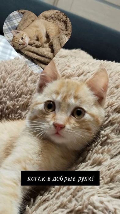 Котик в добрые руки