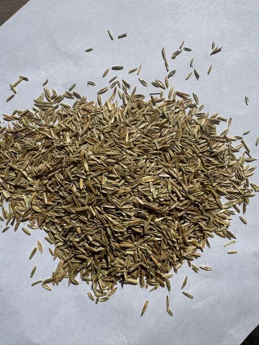 Sămânță Iarba coasă, pășune, livezi, islaz